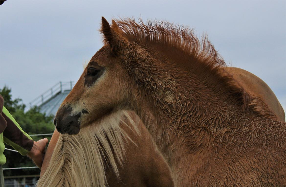 Welsh Cob (sec D) Melanders Check Me Out billede 25