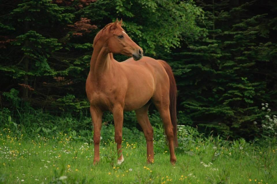 Fuldblod (XX) Don't Hide Me billede 2