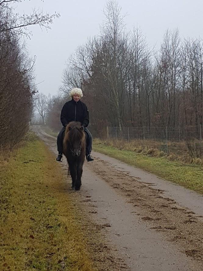 Islænder Stjarni Fra Alpedalslyst - (2017)Stjarni med min mormor. Min mormor har ikke siddet på en hest i 35 år, og hopper bare op. Han var fantastisk, og hun blev totalt forelsket.  billede 3