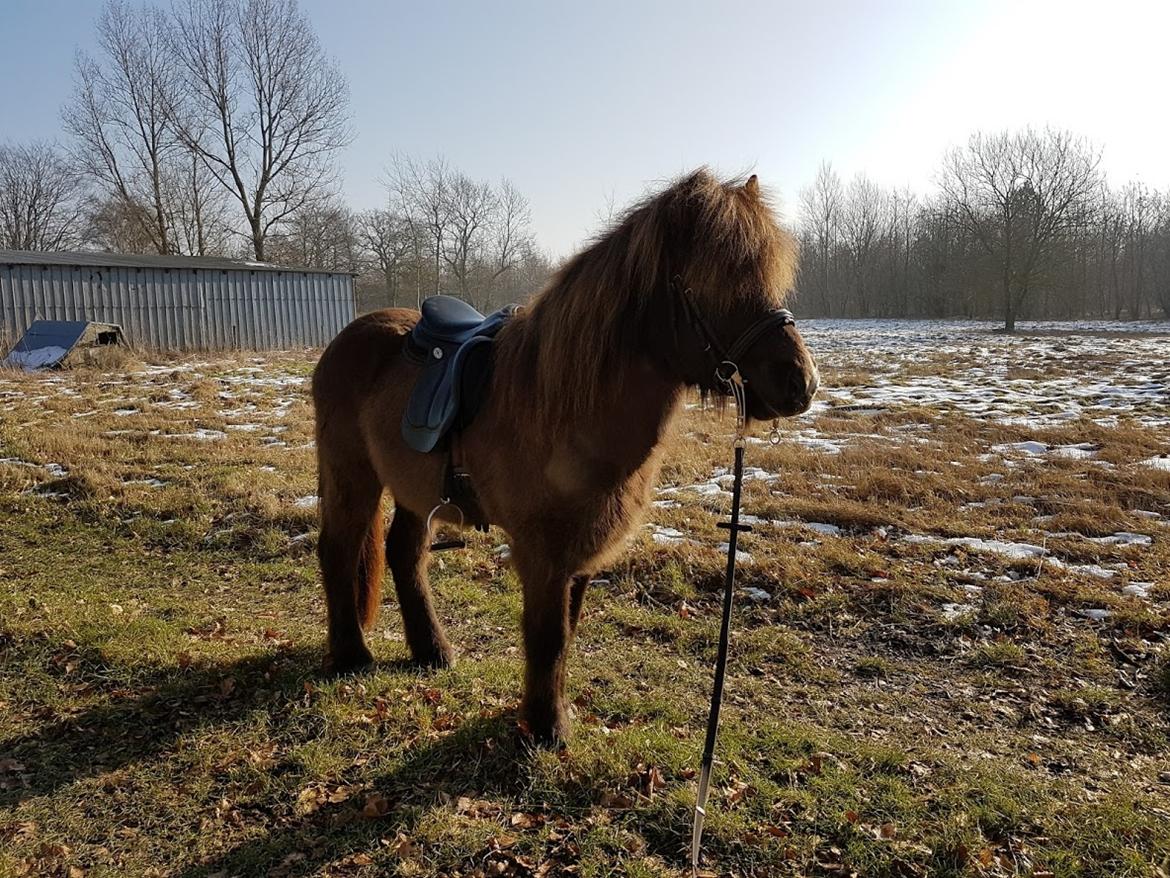 Islænder Stjarni Fra Alpedalslyst - (2017)Stjarni top tunet til pas træning. Her ridder vi med stang, da han har nemmere ved at ligge sig til.  billede 2