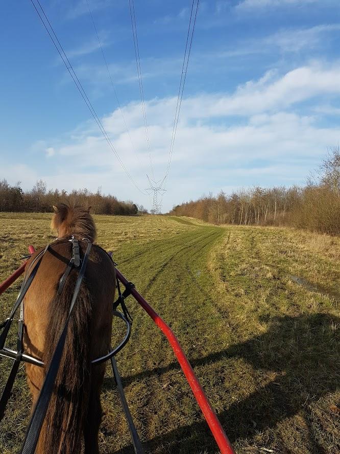 Islænder Stjarni Fra Alpedalslyst - (2017)Stjarni lige før hestevognsulykken. Vi regner med at kunne genoptage dette syn her, inden længe.  billede 5
