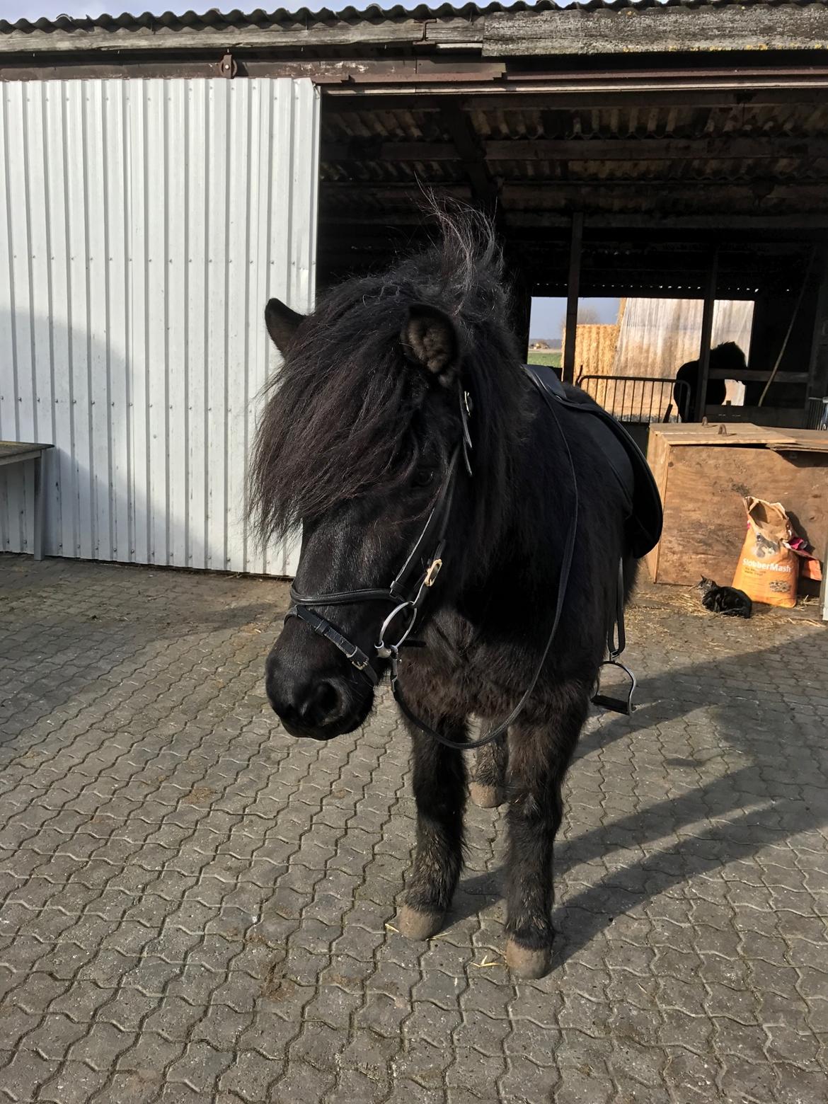 Islænder Gandur f. Tågensegården billede 3