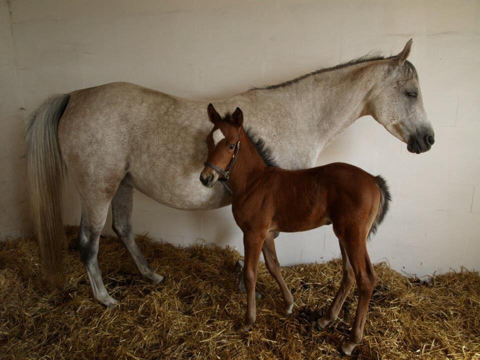 Sportsaraber (A) Aragorn's Choice - Baby Choice og hans mor  billede 11