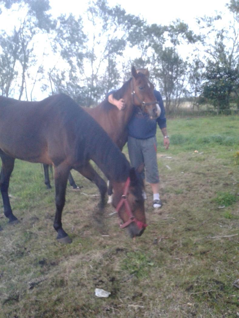 Standardbred E-vet billede 1