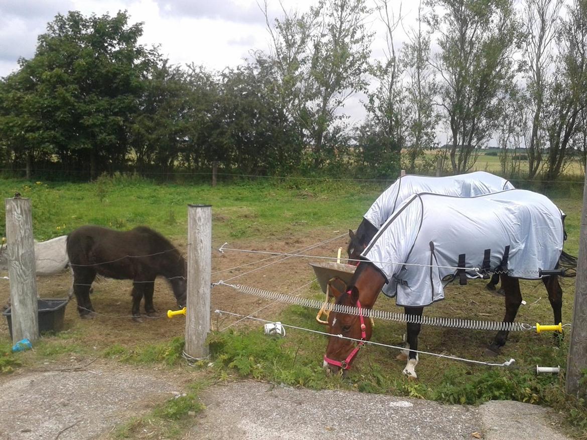 Standardbred E-vet billede 2