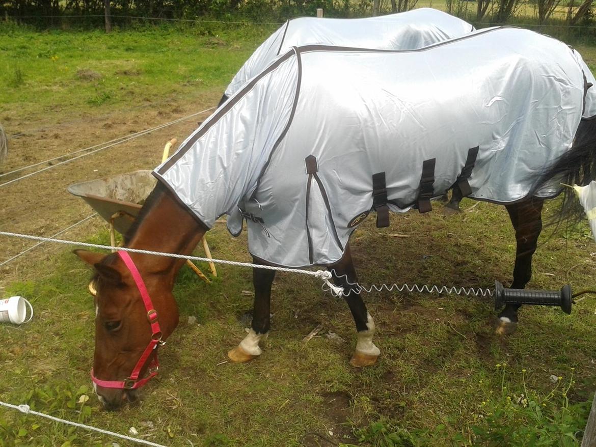 Standardbred E-vet billede 4