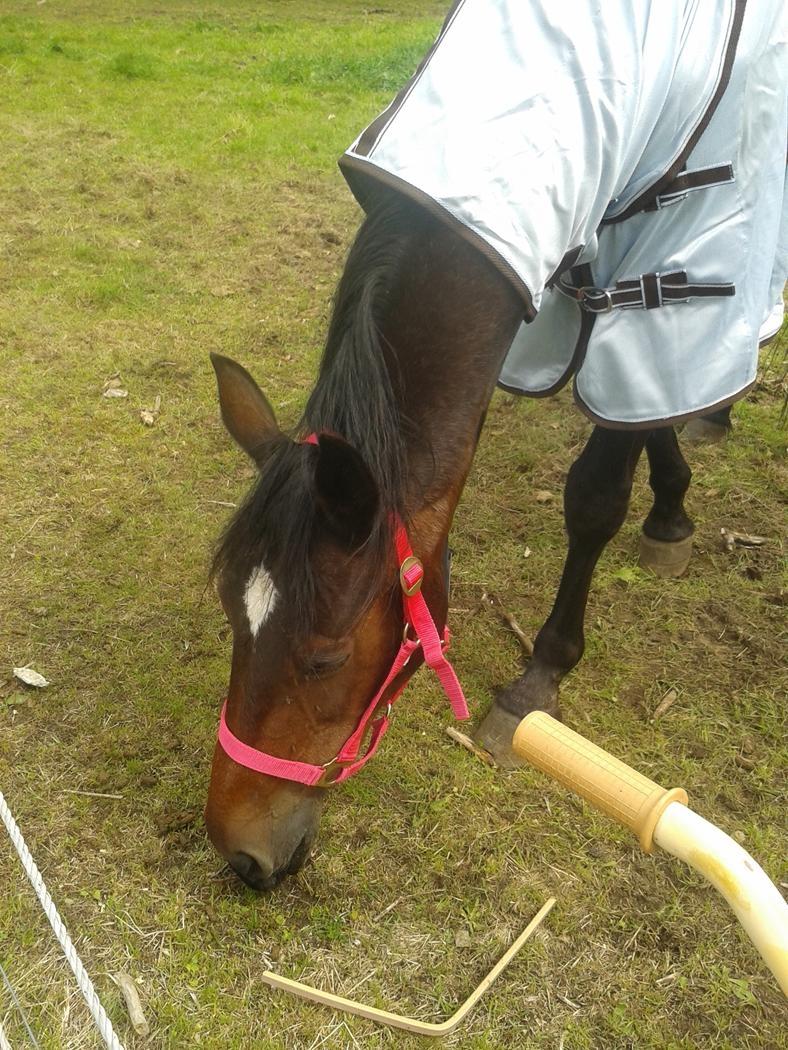 Standardbred E-vet billede 5