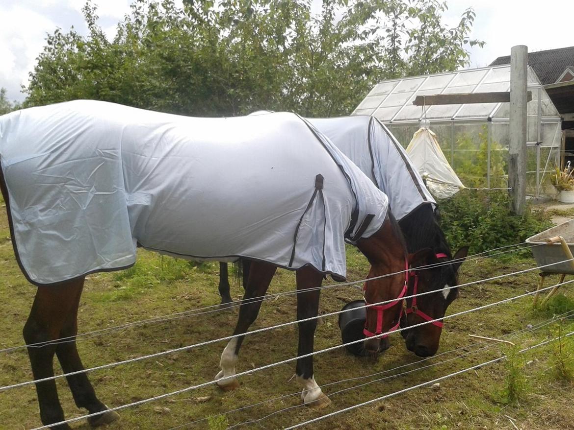 Standardbred E-vet billede 6