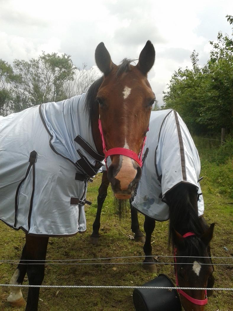 Standardbred E-vet billede 7