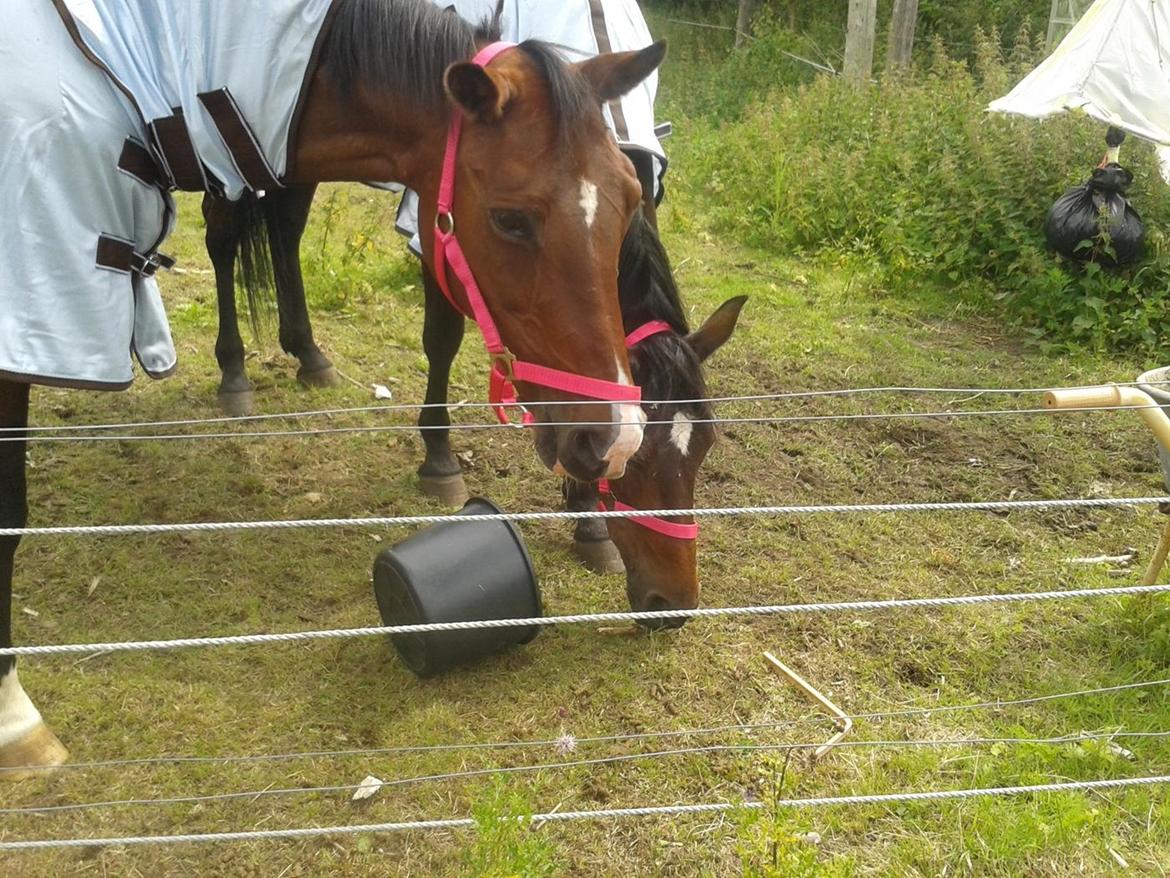 Standardbred E-vet billede 8