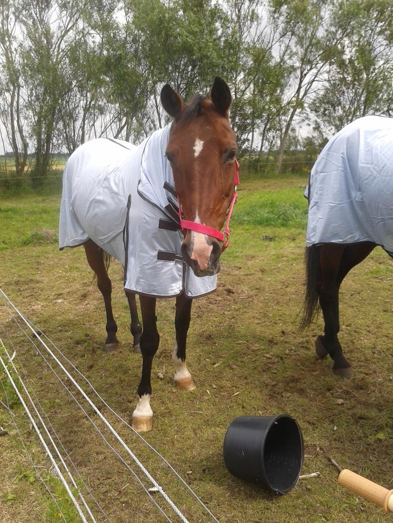 Standardbred E-vet billede 9