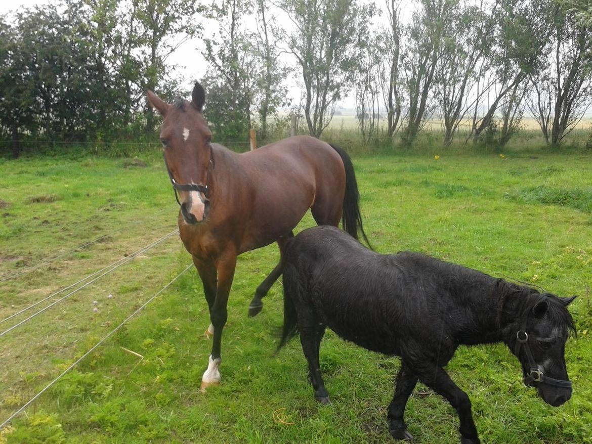 Standardbred E-vet billede 10