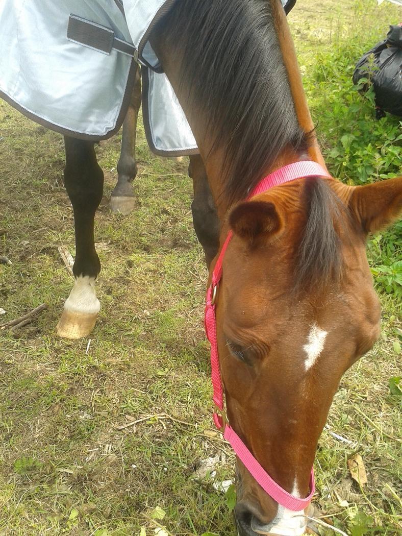 Standardbred E-vet billede 3