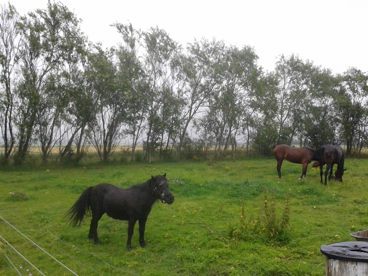 Standardbred E-vet billede 12