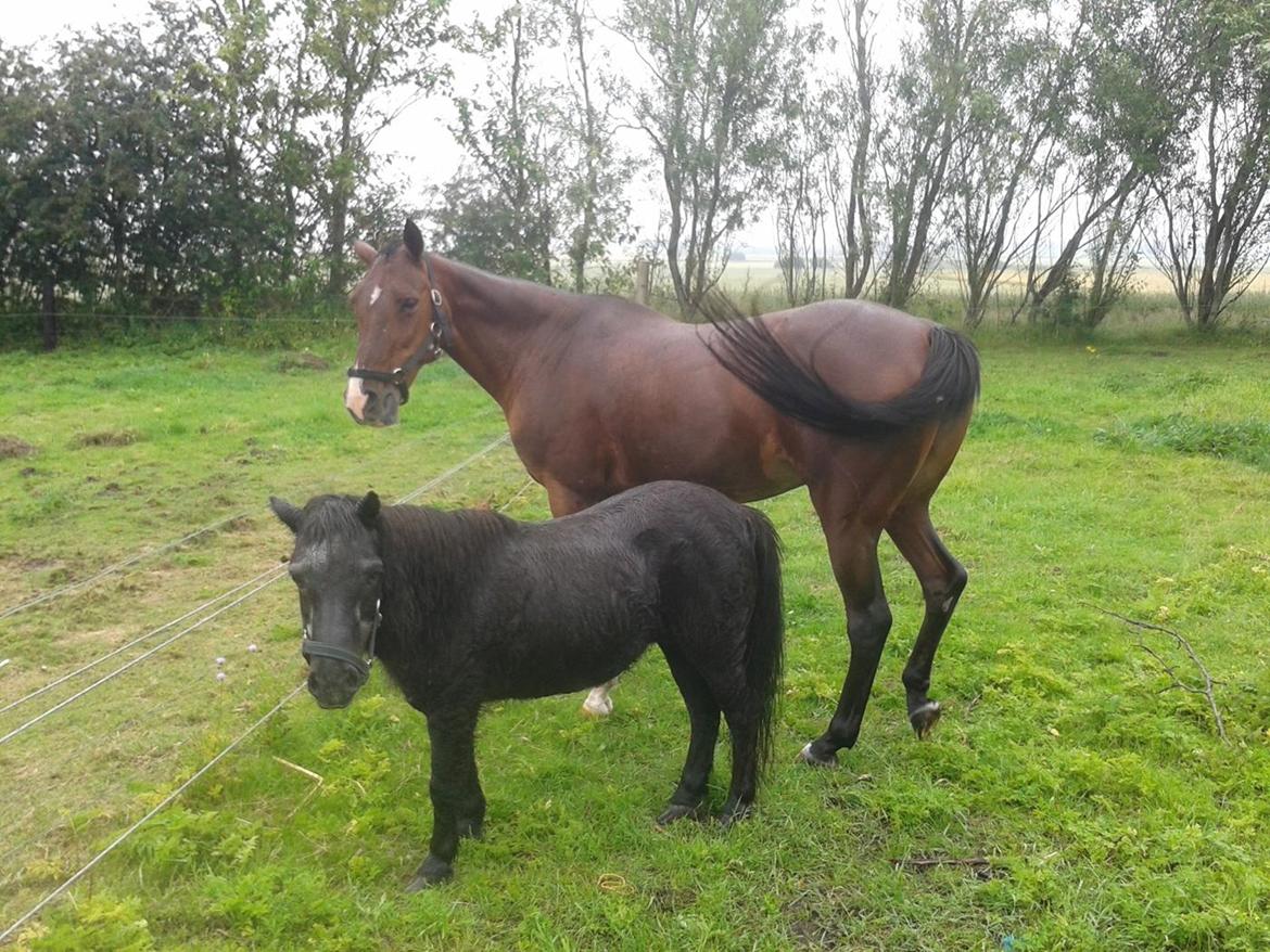 Standardbred E-vet billede 11