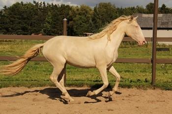 Lusitano Luzidia de lua - 2½ år billede 19