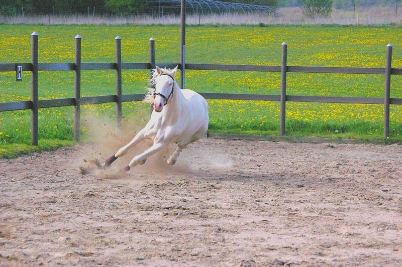 Lusitano Luzidia de lua - 2½ år billede 17