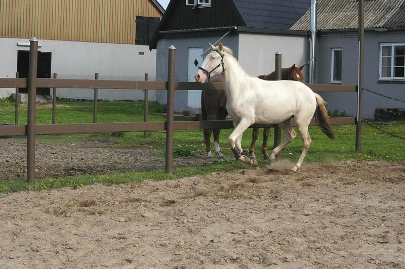 Lusitano Luzidia de lua - 2½ år billede 18