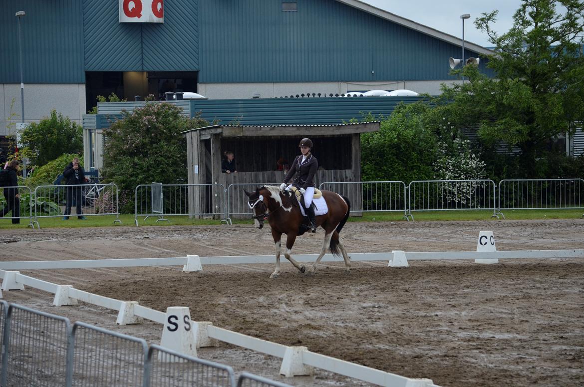 Pinto Elmegårdens Prada - Landsskue 2017 billede 16