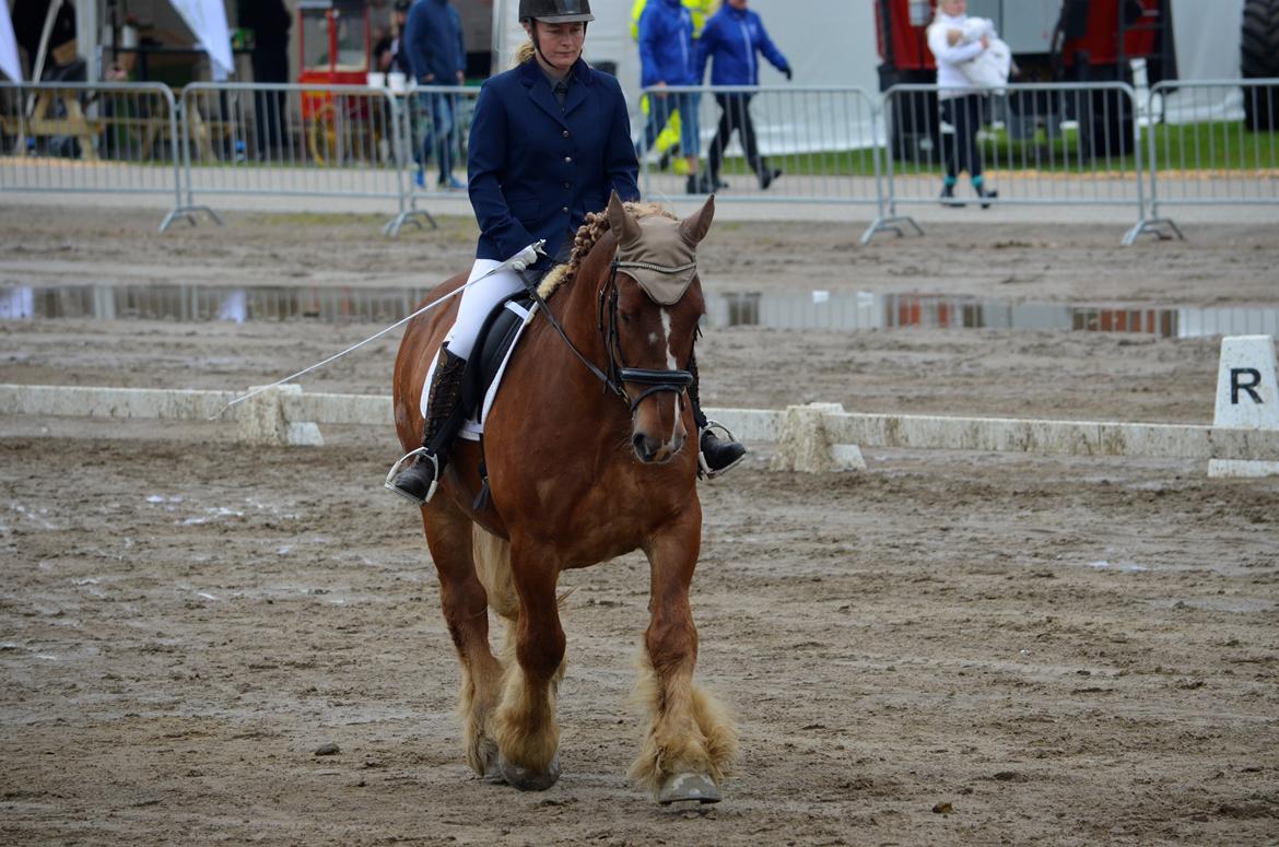 Jyde Thor - Landsskue 2017 billede 12