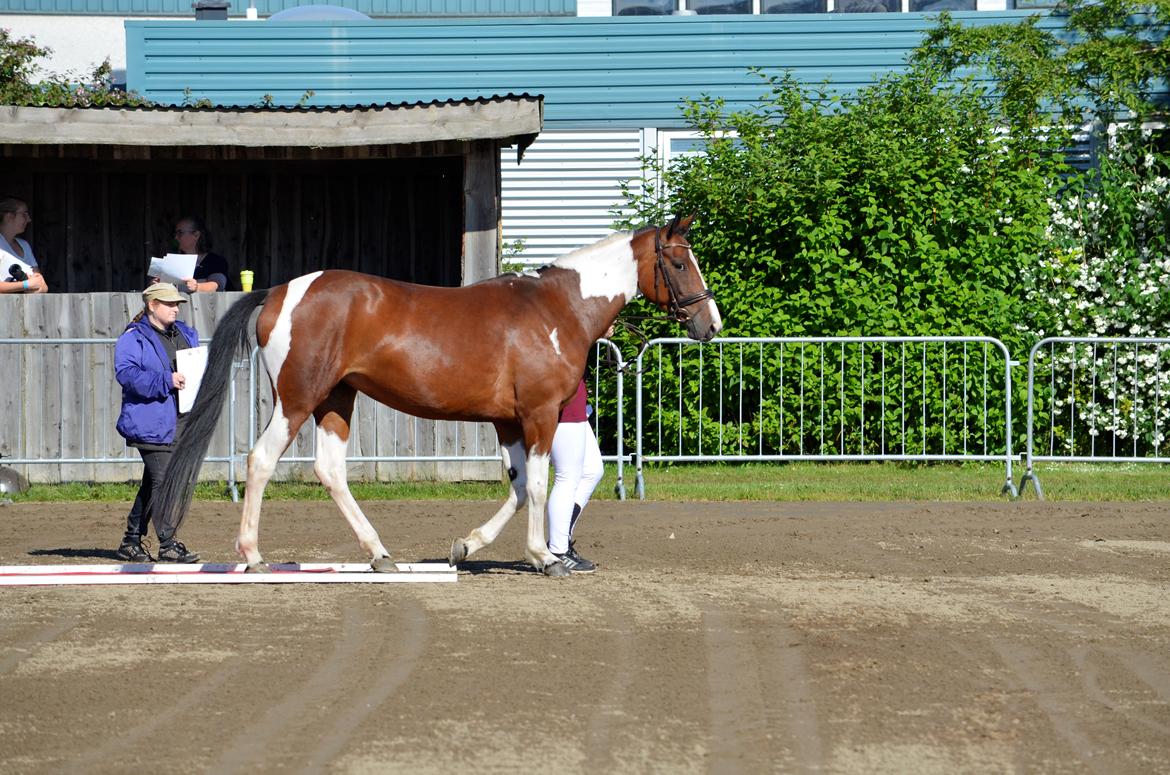 Pinto Elmegårdens Prada - Landsskue 2017 billede 17