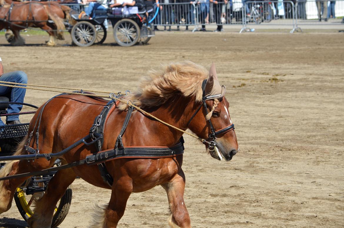 Jyde Thor - Landsskue 2017 billede 10