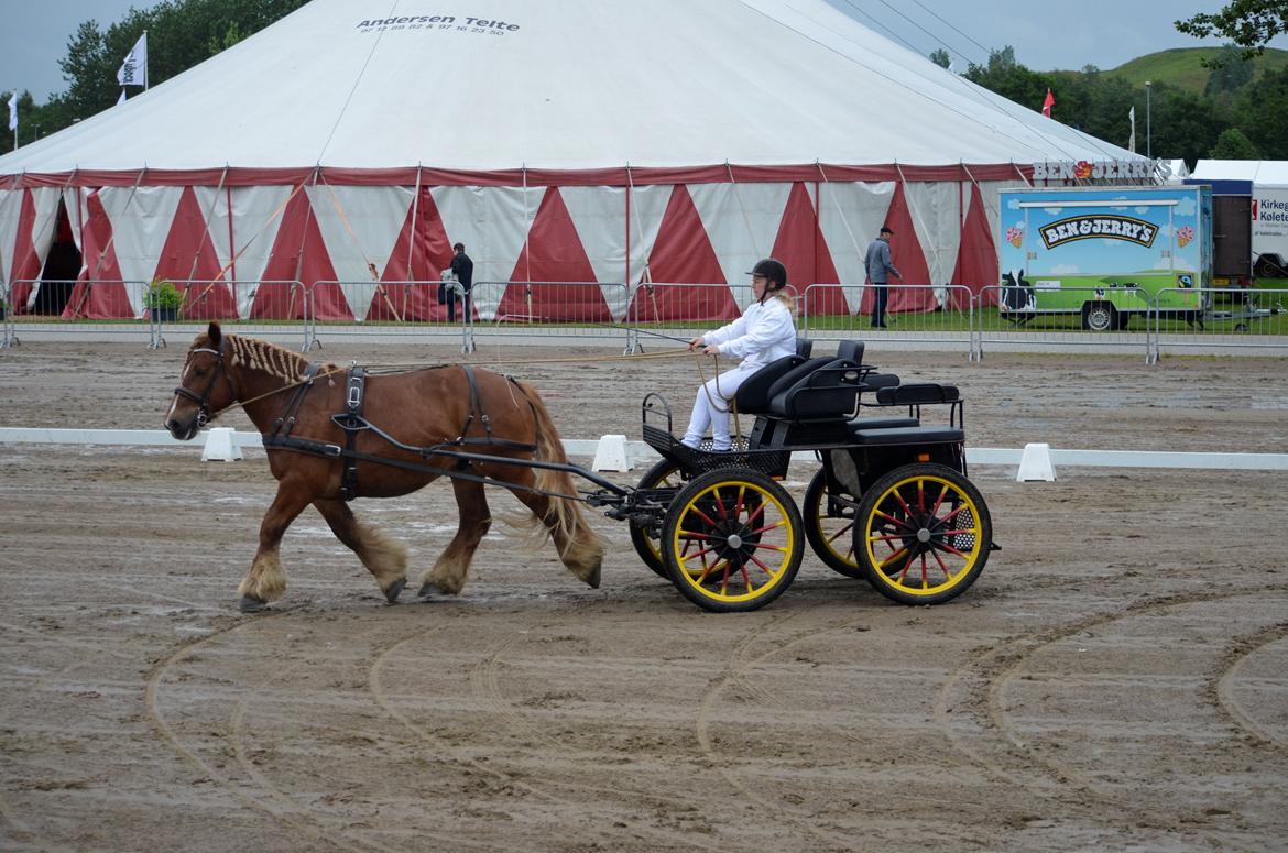 Jyde Thor - Landsskue 2017 billede 11