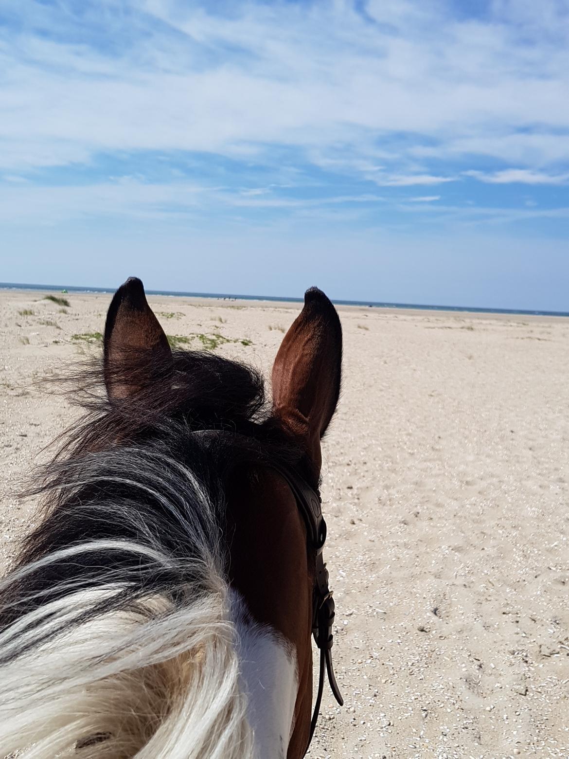 Pinto Elmegårdens Prada - Rømø 27/07/2017 billede 15