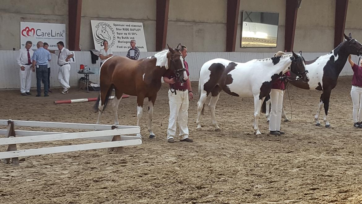 Pinto Elmegårdens Prada - Kåring september 2016 billede 18