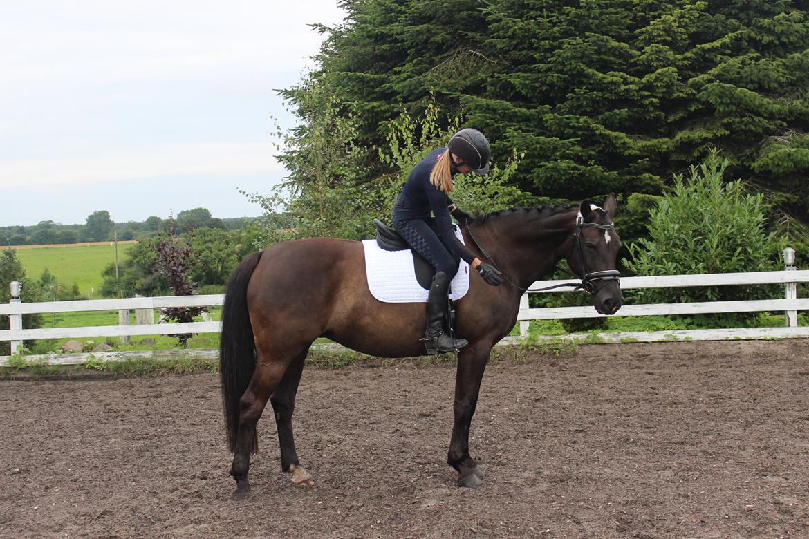 Anden særlig race Soffi billede 5