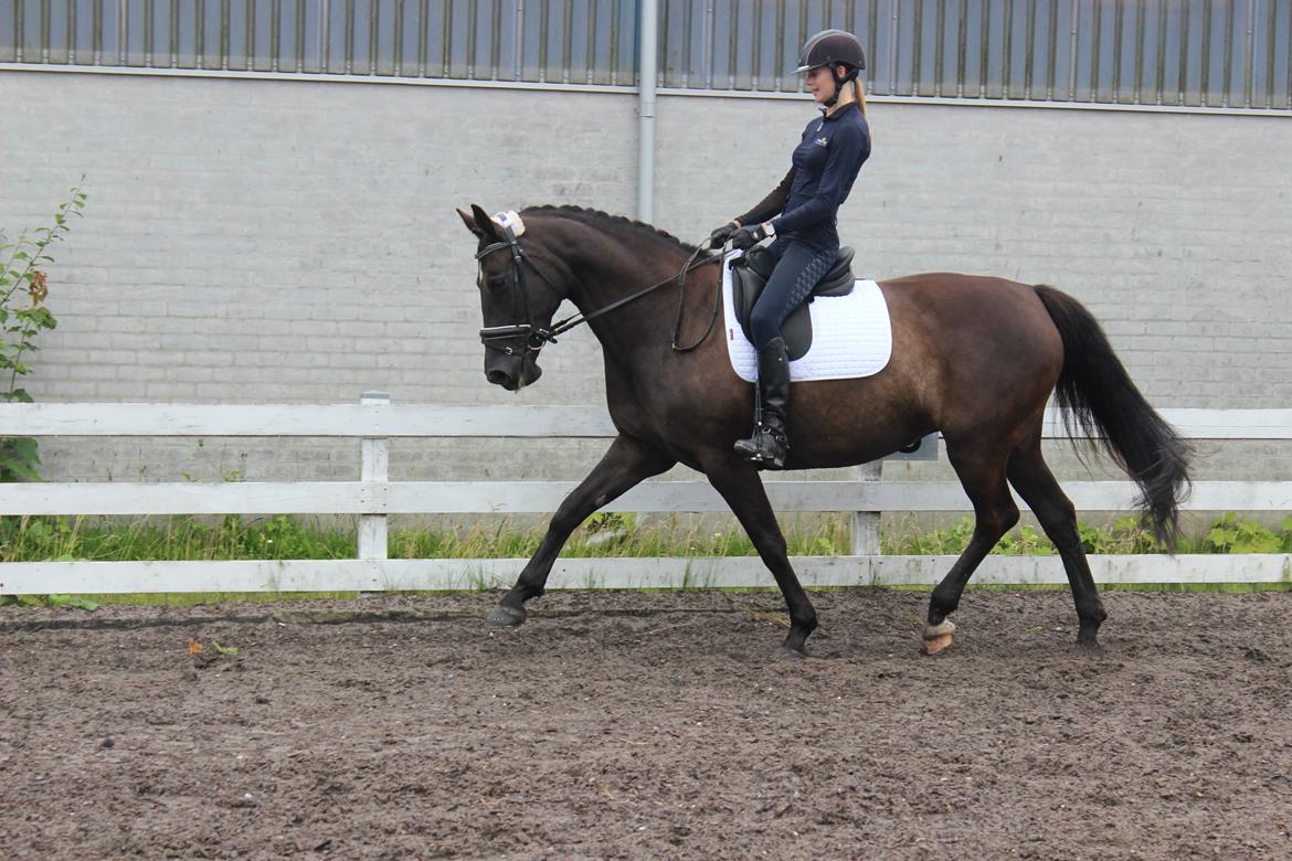 Anden særlig race Soffi billede 3