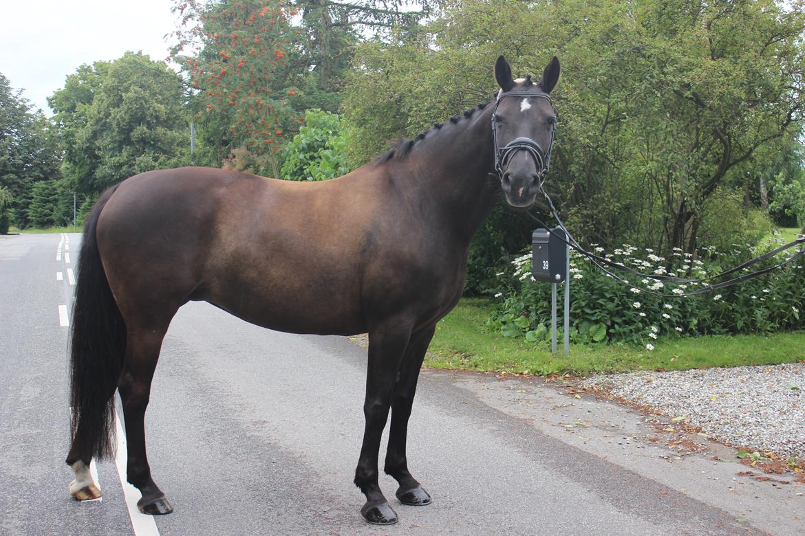 Anden særlig race Soffi billede 4