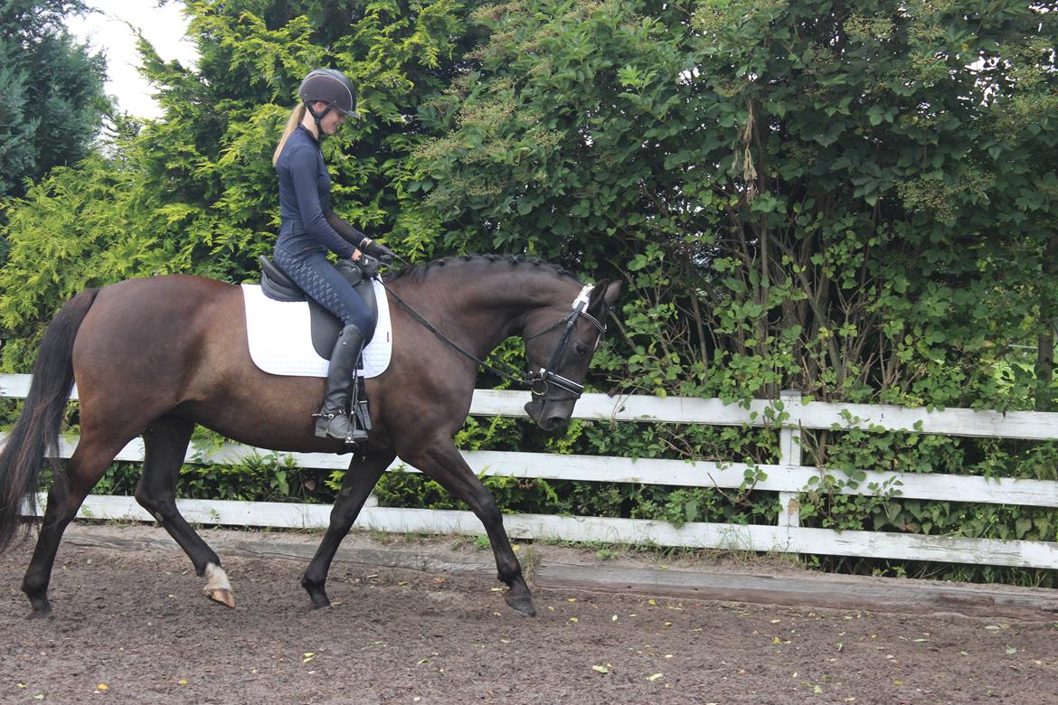 Anden særlig race Soffi billede 9