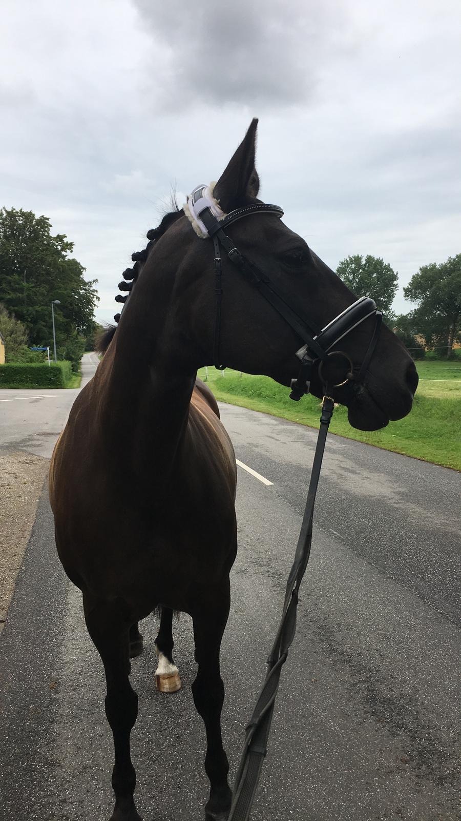 Anden særlig race Soffi billede 10