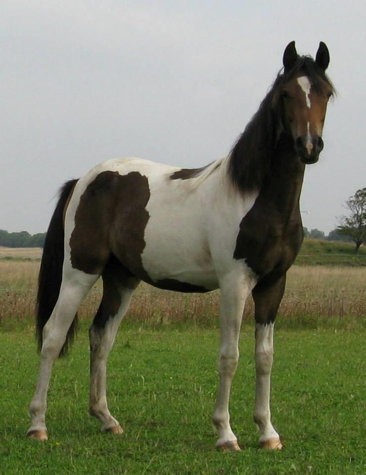 Pinto Skovmindes Dorejo returneret!  billede 1