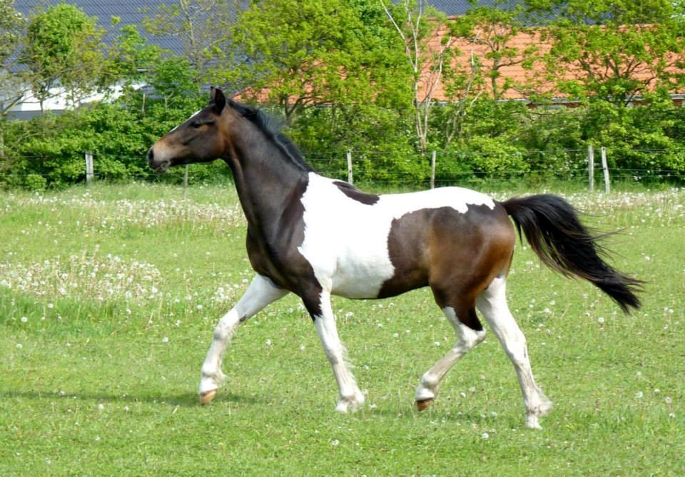 Pinto Skovmindes Dorejo returneret!  billede 3