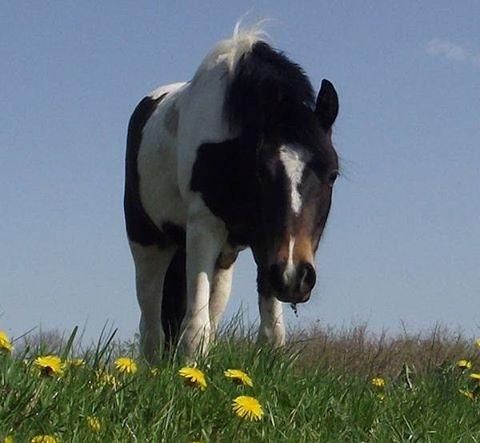 Pinto Skovmindes Dorejo returneret!  billede 4