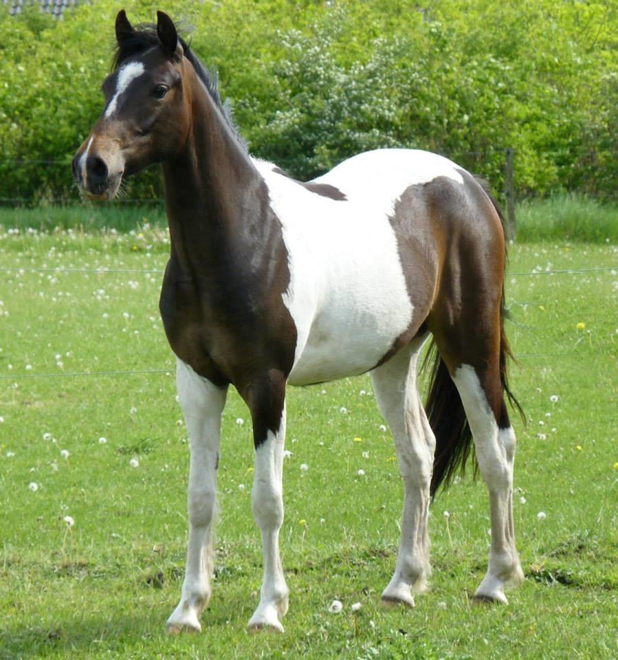 Pinto Skovmindes Dorejo returneret!  billede 2