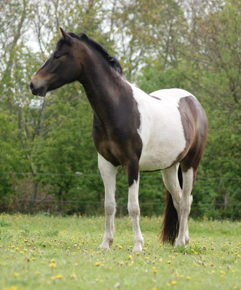 Pinto Skovmindes Dorejo returneret!  billede 5