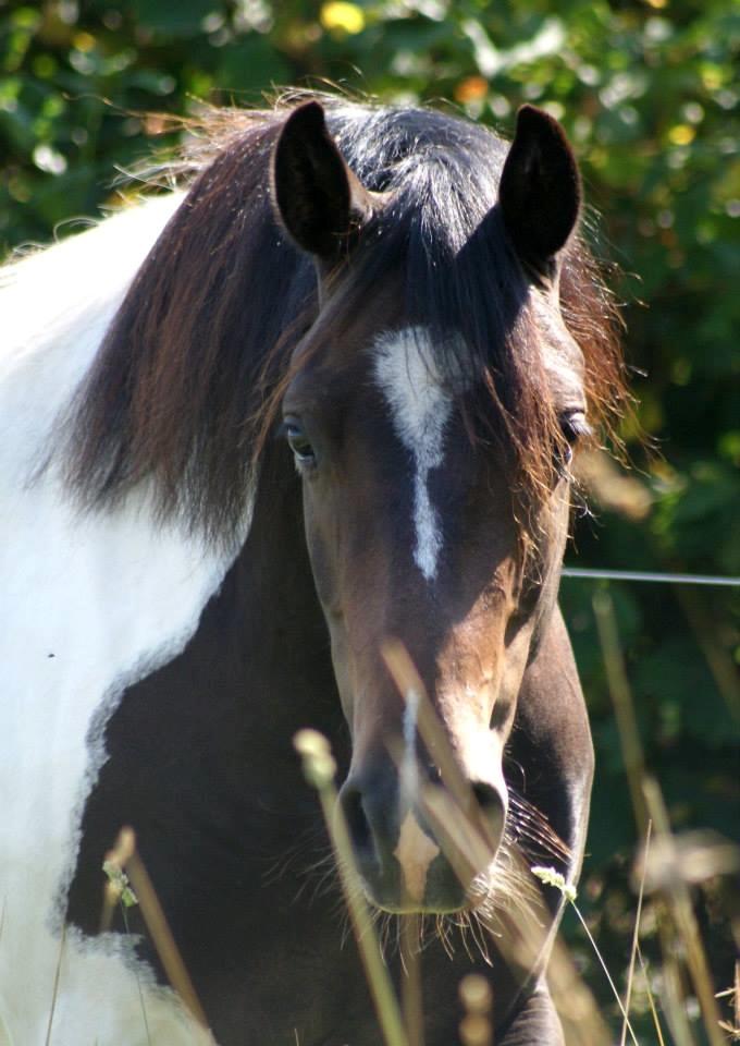 Pinto Skovmindes Dorejo returneret!  billede 7