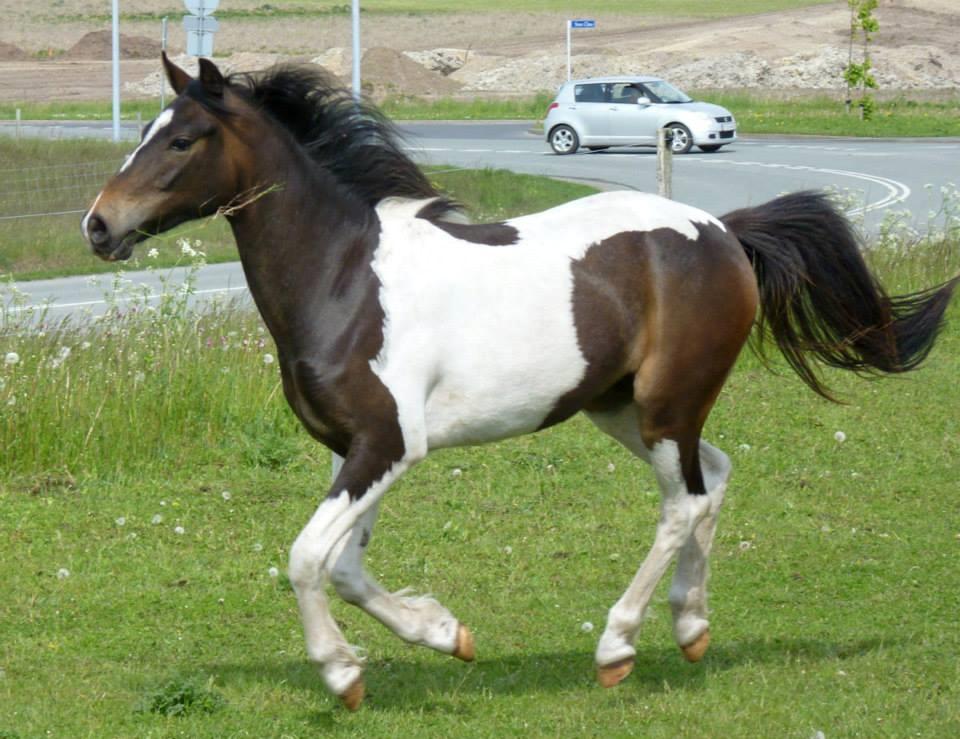 Pinto Skovmindes Dorejo returneret!  billede 6