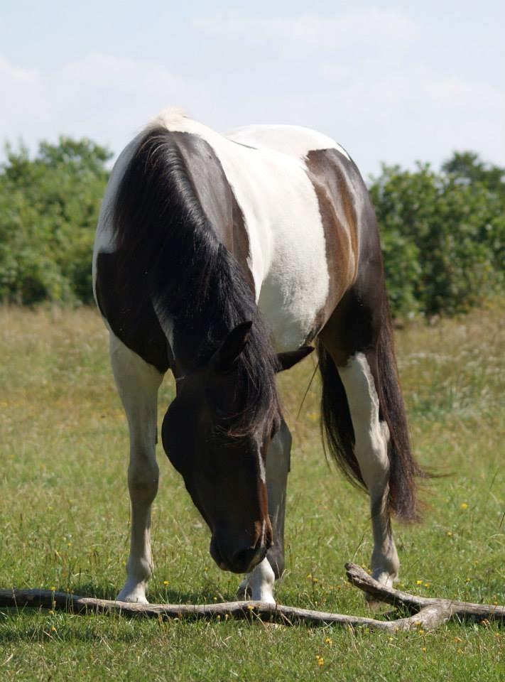 Pinto Skovmindes Dorejo returneret!  billede 8