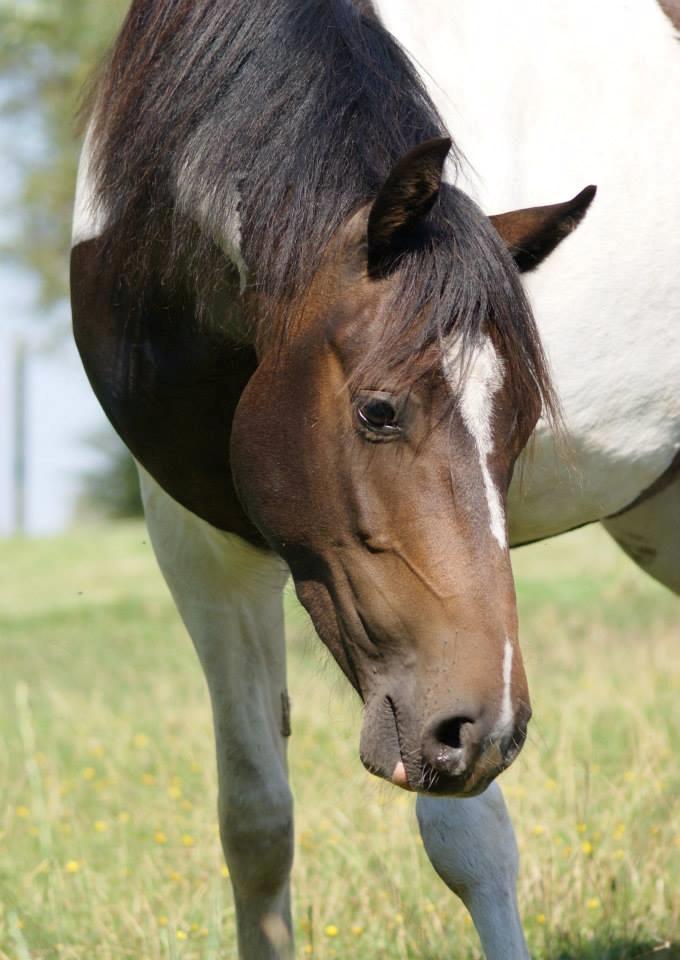 Pinto Skovmindes Dorejo returneret!  billede 9