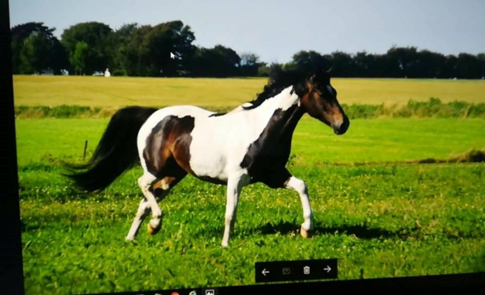 Pinto Skovmindes Dorejo returneret!  billede 10