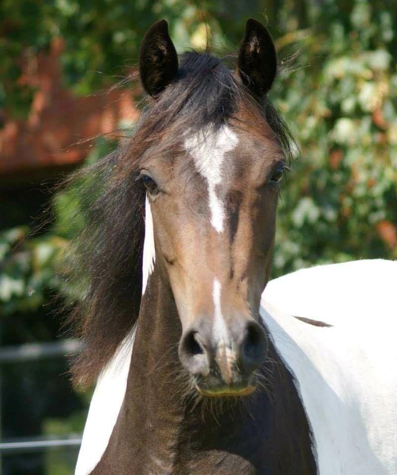 Pinto Skovmindes Dorejo returneret!  billede 11