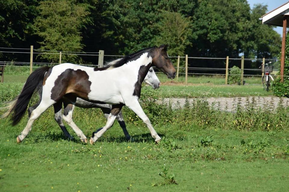 Pinto Skovmindes Dorejo returneret!  billede 12