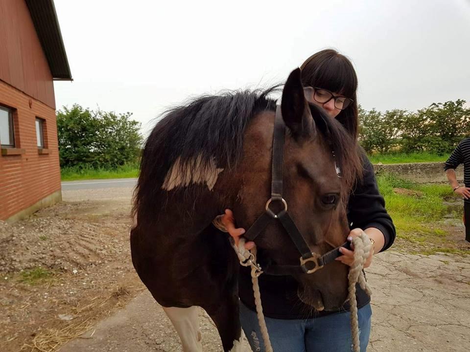 Pinto Skovmindes Dorejo returneret!  billede 13