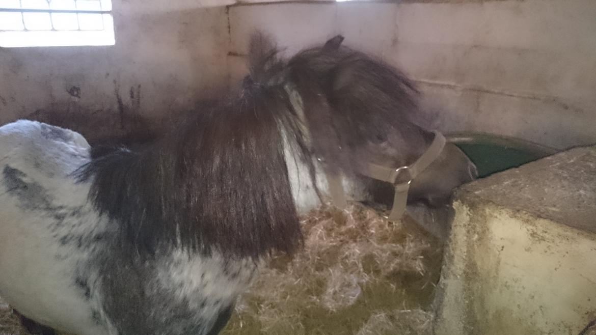 Anden særlig race Joakim  billede 1