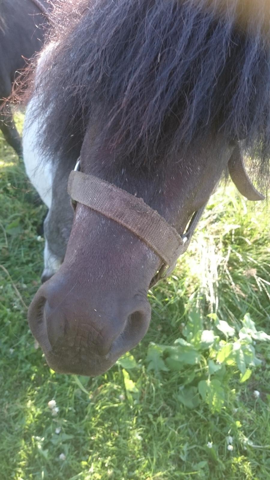 Anden særlig race Joakim  billede 4