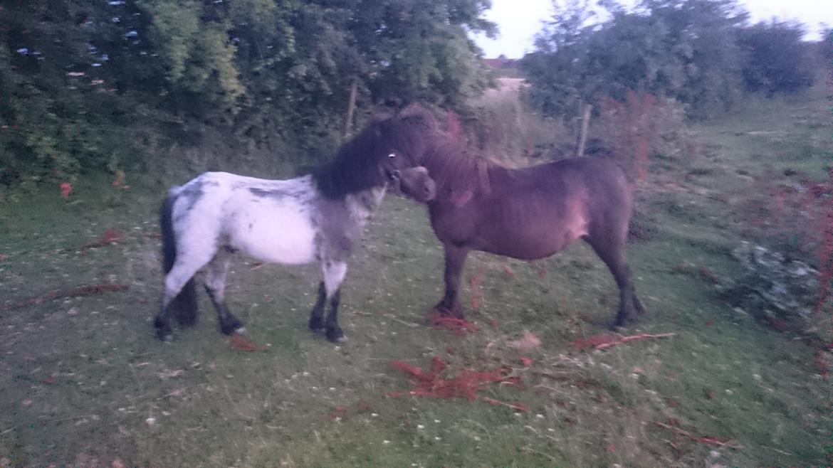 Anden særlig race Joakim  billede 6